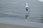 PICTURES/Port Ordford - The Port/t_Gull2.JPG